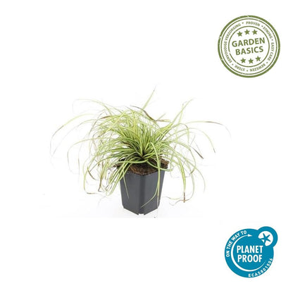 24x Carex oshim. 'Evergold' - Pflanzfix24