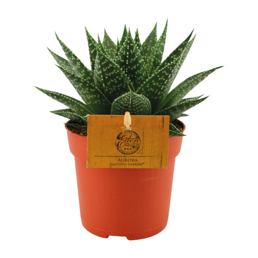 Gasteria Hybride Aurora - Ø11cm - Pflanzfix24.de - Pflanzfix24.de