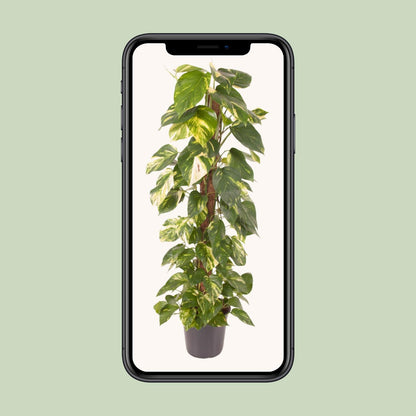 Epipremnum Pinnatum - Goldener Efeu - Ø24cm - Pflanzfix24