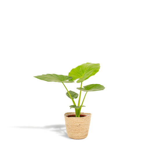 Alocasia Macrorrhiza - Ø19cm - ↕70cm + Korb Selin - Pflanzfix24.de - Pflanzfix24.de
