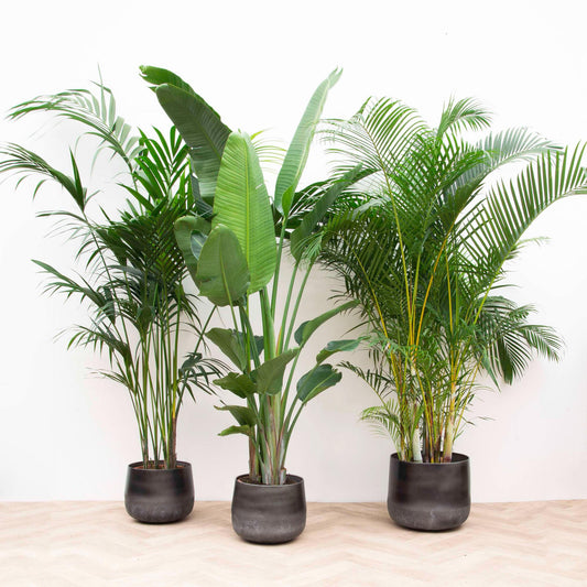 Vorteilspaket XXL: Kentia, Strelitzia Nicolai & Areca – Pflanzfix24.de - Pflanzfix24.de