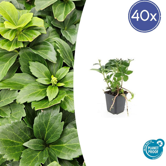40x Pachysandra terminalis - Pflanzfix24.de - Pflanzfix24.de