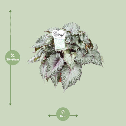 Begonia Beleaf Asian Tundra - Ø17cm - Pflanzfix24