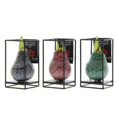 No Water Flowers® (wax amaryllis) | Formz Industrial Mix (3 pack) + Red flower - Pflanzfix24