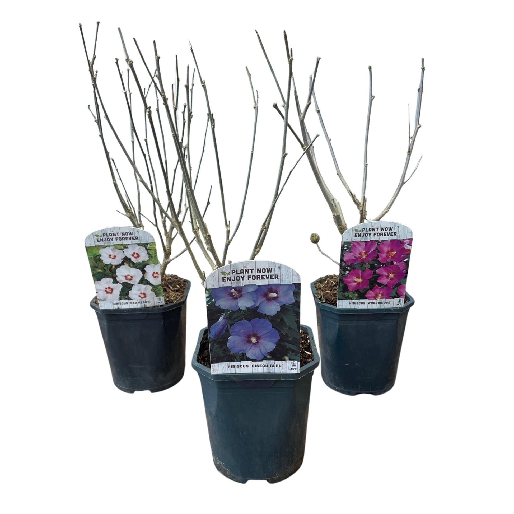 GreenboutiQ - Sträucher - Hibiscus syriacus Tricolour - Blüte Rosa, Weiß und Blau - 3 Pflanzen - Laubabwerfend - Wenig Pflegeaufwand - Topf 17cm Höhe 45cm - Pflanzfix24.de