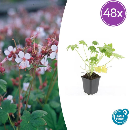 48x Geranium macr. 'Spessart' - Pflanzfix24