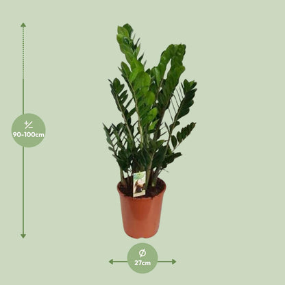 Zamioculcas Zamiifolia - Ø27cm - ↕100cm - Pflanzfix24