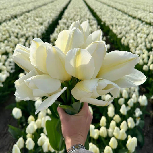 Flowerbulbs Amsterdam - Purissima - 15 Blumenzwiebeln - Größe 12+ - Pflanzfix24