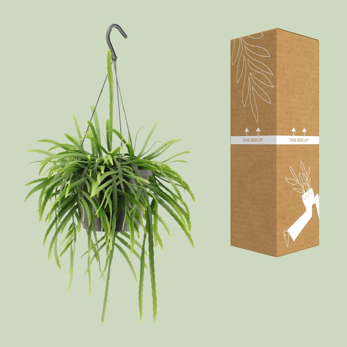 Lepismium Bolivianum - Ø17cm - ↕25cm von Pflanzfix24