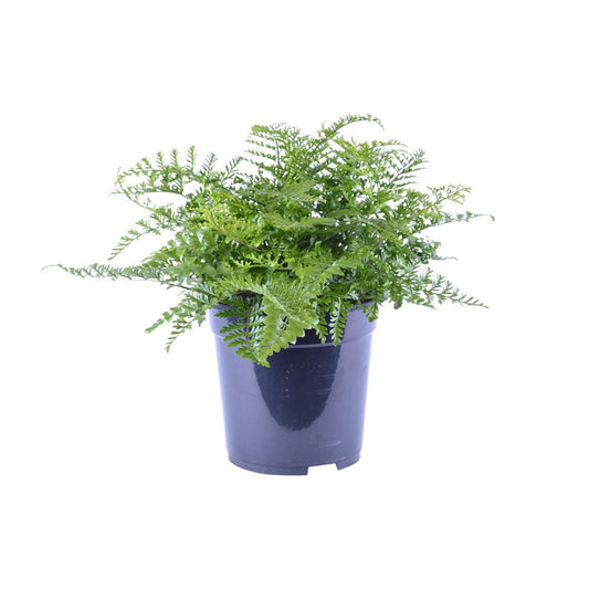 Asplenium Parvati - Ø21cm - ↕40cm bei Pflanzfix24.de - Pflanzfix24.de