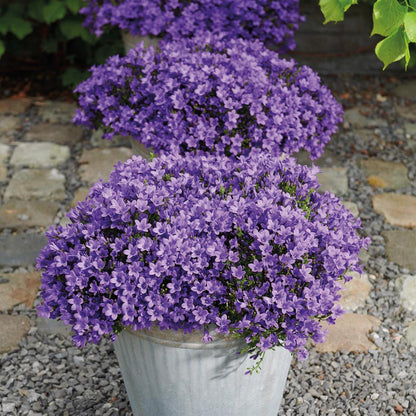 Campanula Addenda - Glockenblume lila Topf 12cm - mehrjährig - winterhart - Purple - Pflanzfix24.de - Pflanzfix24.de