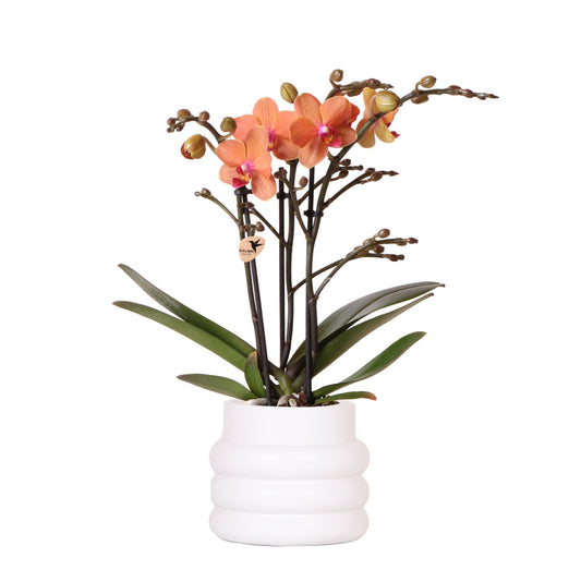 Phalaenopsis Orchidee Orange im weißen Bubble Keramiktopf Ø9cm – Pflanzfix24.de - Pflanzfix24.de