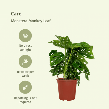 2x Monstera Monkey Leaf - Lochpflanze - 30cm - ø12 - Pflanzfix24.de - Pflanzfix24.de