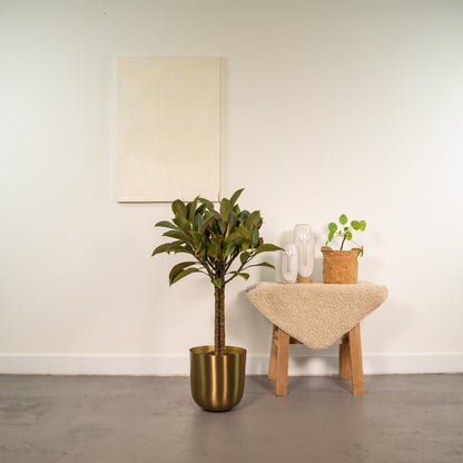 Ficus Elastica Melany Stamm + Topf Mayk Gold - ↨90cm - Ø21cm - Pflanzfix24