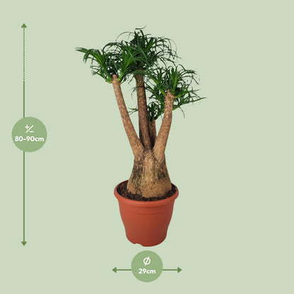 Beaucarnea Nolina - Ø29cm - ↕90cm bei Pflanzfix24