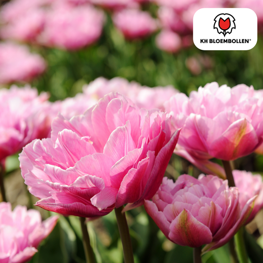 Tulpenbollen Columbus – 20 Stuks | KH Bloembollen® | Roze-Witte Dubbele Pioentulp - Pflanzfix24