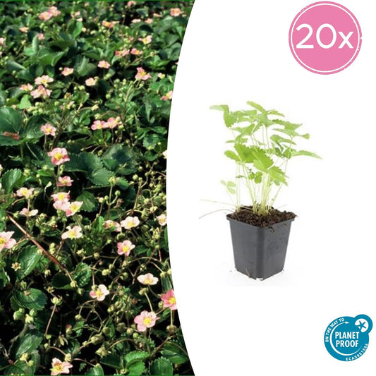 20x Fragaria vesca - Wald-Erdbeere - 10-25cm - Ø9cm - Pflanzfix24