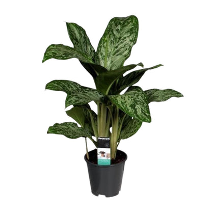 Aglaonema Greenlight (Decorum) - pflanzfix24