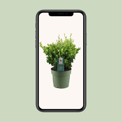 Ilex Crenata 'Jenny'® P17 - Pflanzfix24