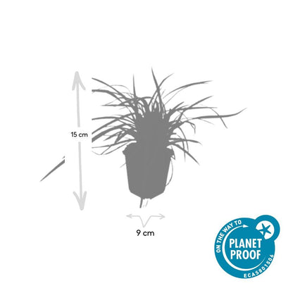 24x Carex morrowii 'Aureovariegata' - Pflanzfix24