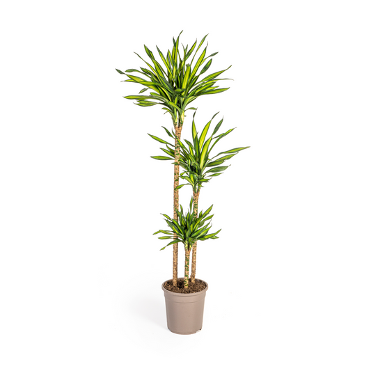 Dracaena Deremensis Rikki Ø24cm - Pflanzfix24