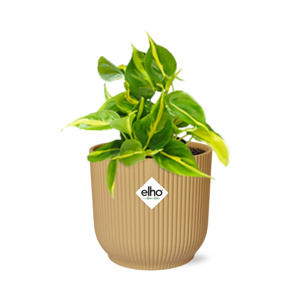 Philodendron Scandens Brasil Ø14cm gelb – Zimmerpflanze | Pflanzfix24.de