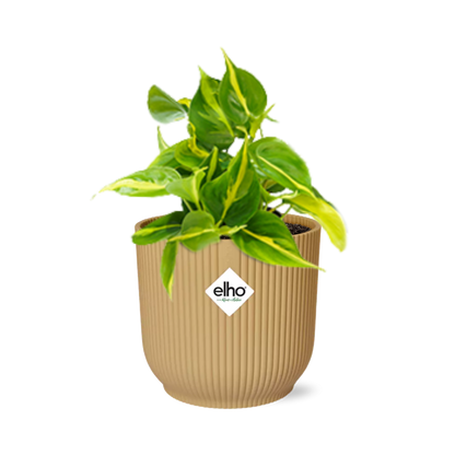 Philodendron Scandens Brasil Ø14cm gelb – Zimmerpflanze | Pflanzfix24.de