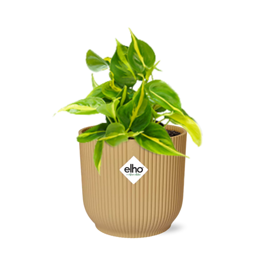 Philodendron Scandens Brasil Ø14cm gelb – Zimmerpflanze | Pflanzfix24.de