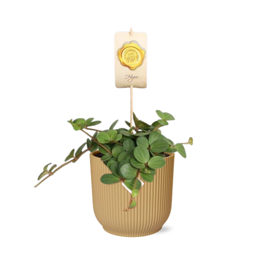 Peperomia ‘Hope’ im ELHO Vibes Fold 14cm gelb – Pflanzfix24