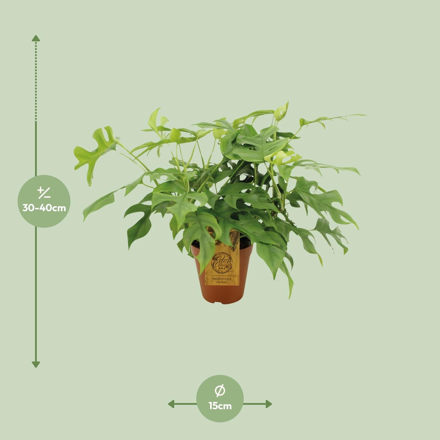 Monstera Minima Ø15cm – pflegeleichte Zimmerpflanze | Pflanzfix24.de - Pflanzfix24.de