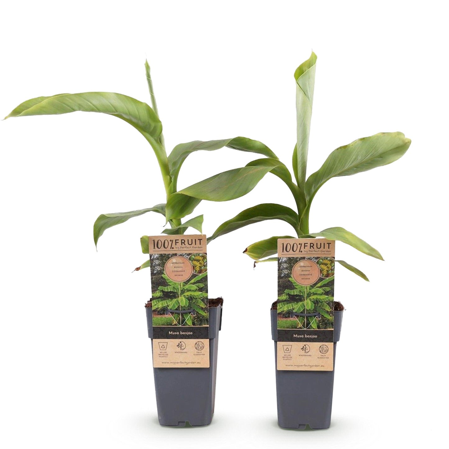 Japanische Faserbanane - Musa Basjoo - 2 Pflanzen - Topf 15cm - Pflanzfix24