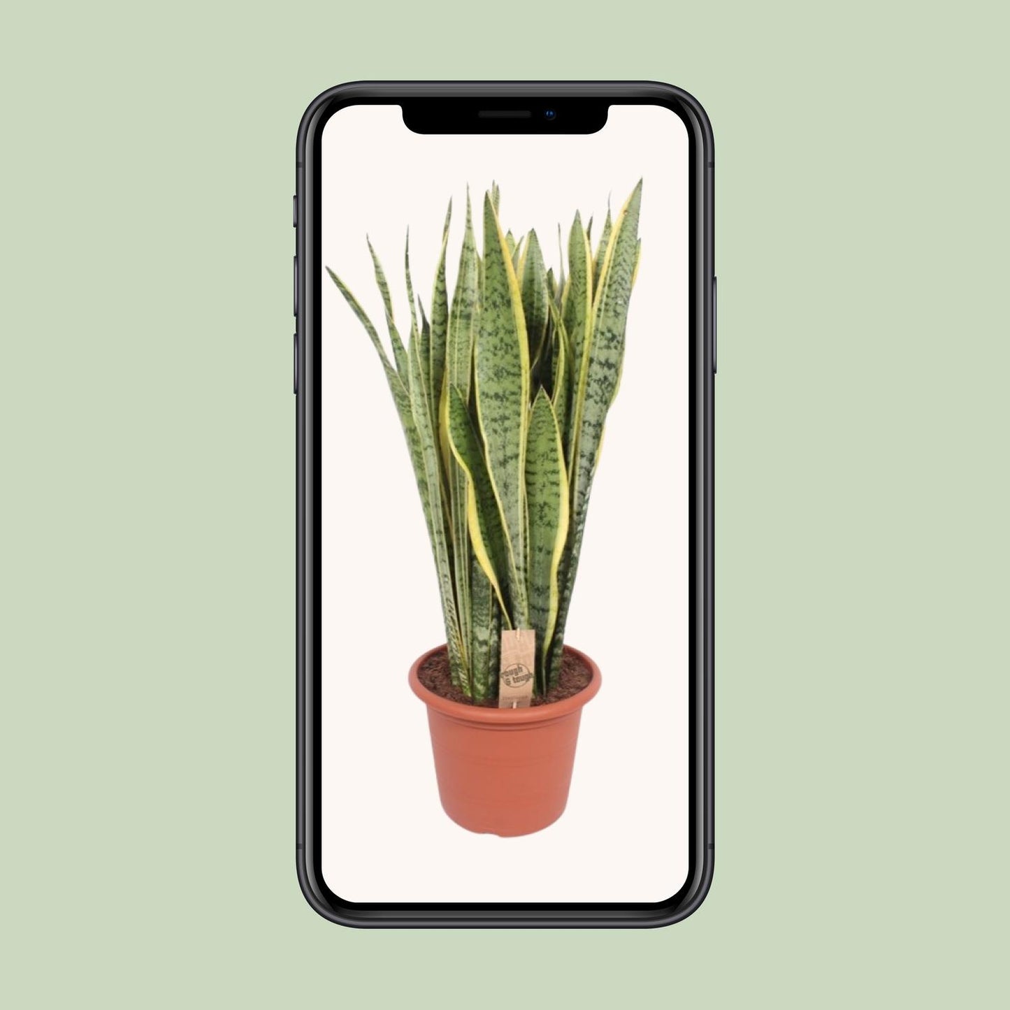 Sansevieria Trifasciata Laurentii - Ø30cm - ↕95cm - Pflanzfix24