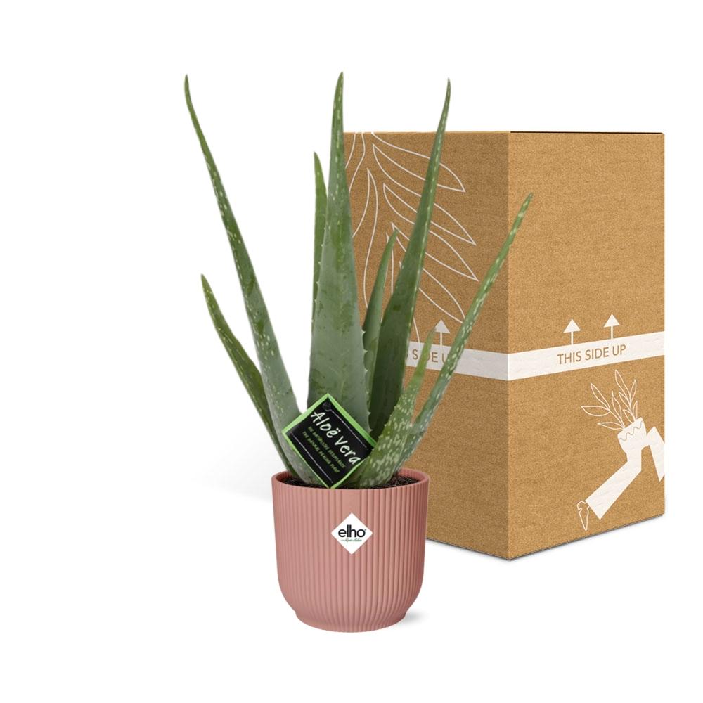 Aloe Vera 12cm in ELHO Vibes Fold 14cm roze - Pflanzfix24