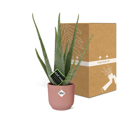 Aloe Vera 12cm in ELHO Vibes Fold 14cm roze - Pflanzfix24