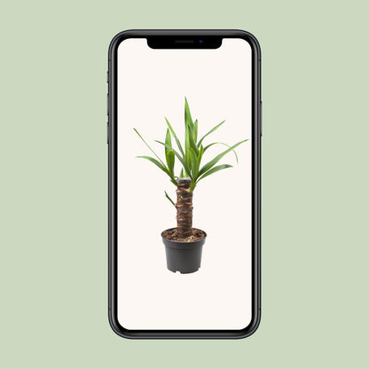 Yucca Elephantipes - Ø12cm - ↕30cm - Pflanzfix24