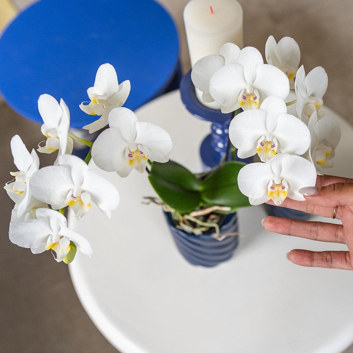 Kolibri Orchideen | Phalaenopsis Amabilis „Spider“ Weiß Ø9cm – Blühende Zimmerpflanze | Pflanzfix24.de - Pflanzfix24.de