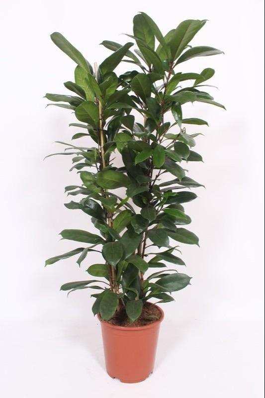Ficus Cyathistipula - Ø27cm - ↕120cm - Pflanzfix24.de - Pflanzfix24.de
