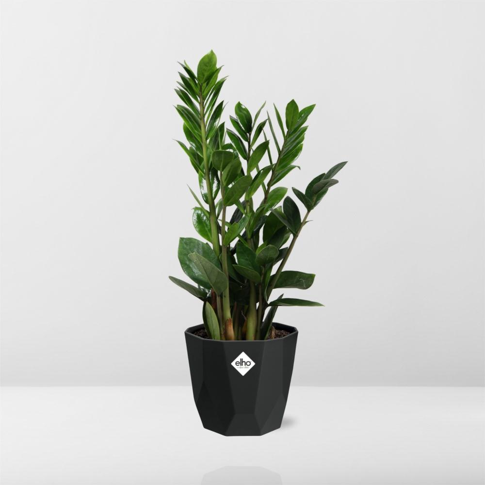 Zamioculcas - ZZ-Pflanze 45-50 cm 14cm b.for rock living black - Pflanzfix24