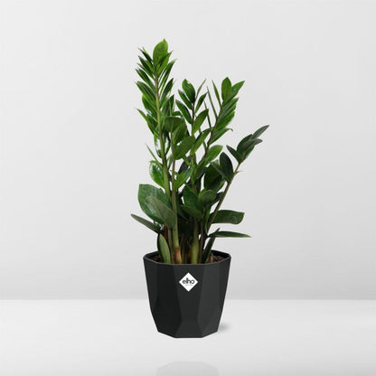 Zamioculcas - ZZ-Pflanze 45-50 cm 14cm b.for rock living black - Pflanzfix24