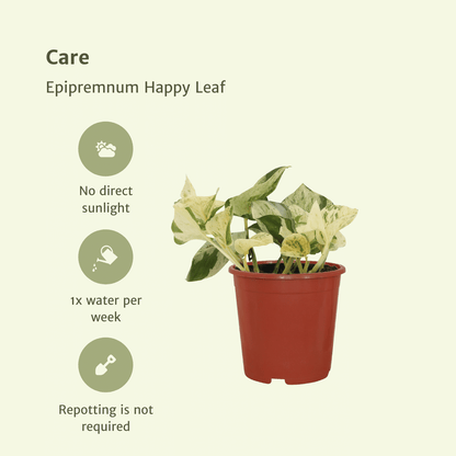 4x Epipremnum Happy Leaf - Scindapsus - 15cm - ø12 bei Pflanzfix24.de - Pflanzfix24.de