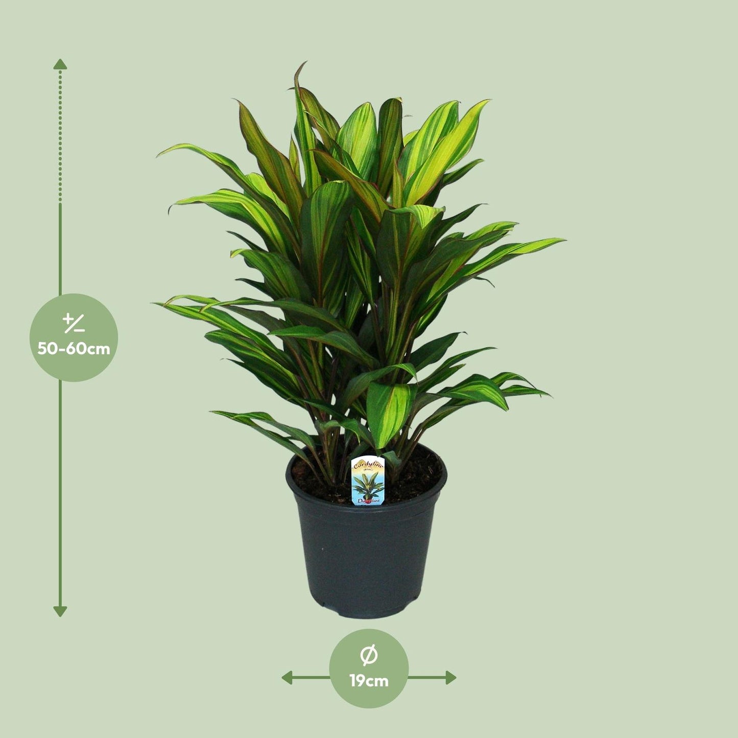 Cordyline Fruticosa Kiwi - Ø19cm - ↕55cm - Pflanzfix24