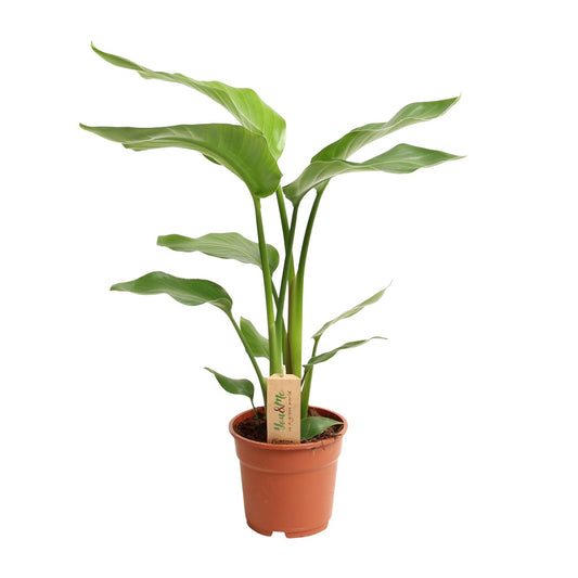 Strelitzia Nicolai - Ø17cm - ↕60cm bei Pflanzfix24