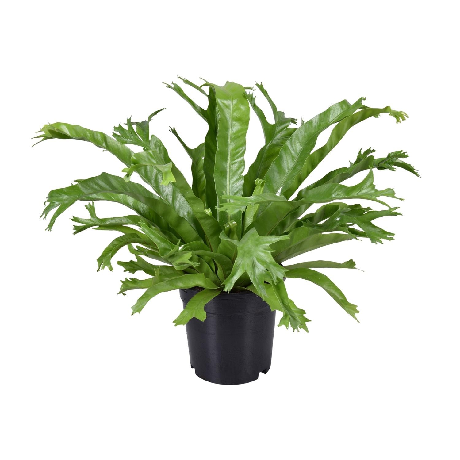 Asplenium Nidus Crissie - Ø17cm - ↕40cm - Pflanzfix24.de - Pflanzfix24.de