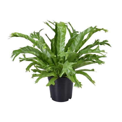 Asplenium Nidus Crissie - Ø17cm - ↕40cm - Pflanzfix24.de - Pflanzfix24.de