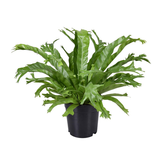 Asplenium Nidus Crissie - Ø17cm - ↕40cm - Pflanzfix24.de - Pflanzfix24.de