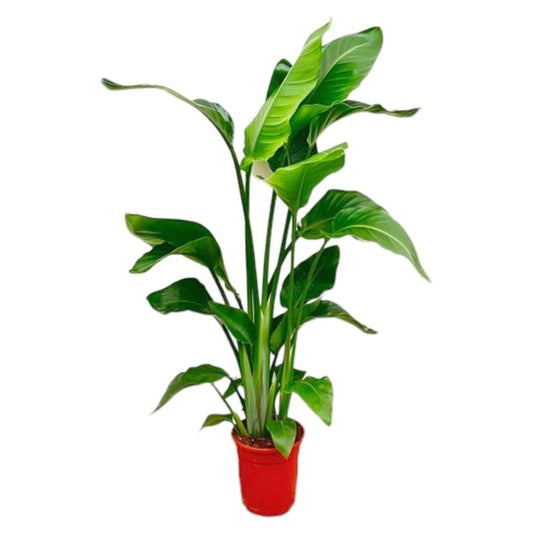 Strelitzia Nicolai Ø17cm 70-90cm Zimmerpflanze – Pflanzfix24.de - Pflanzfix24.de