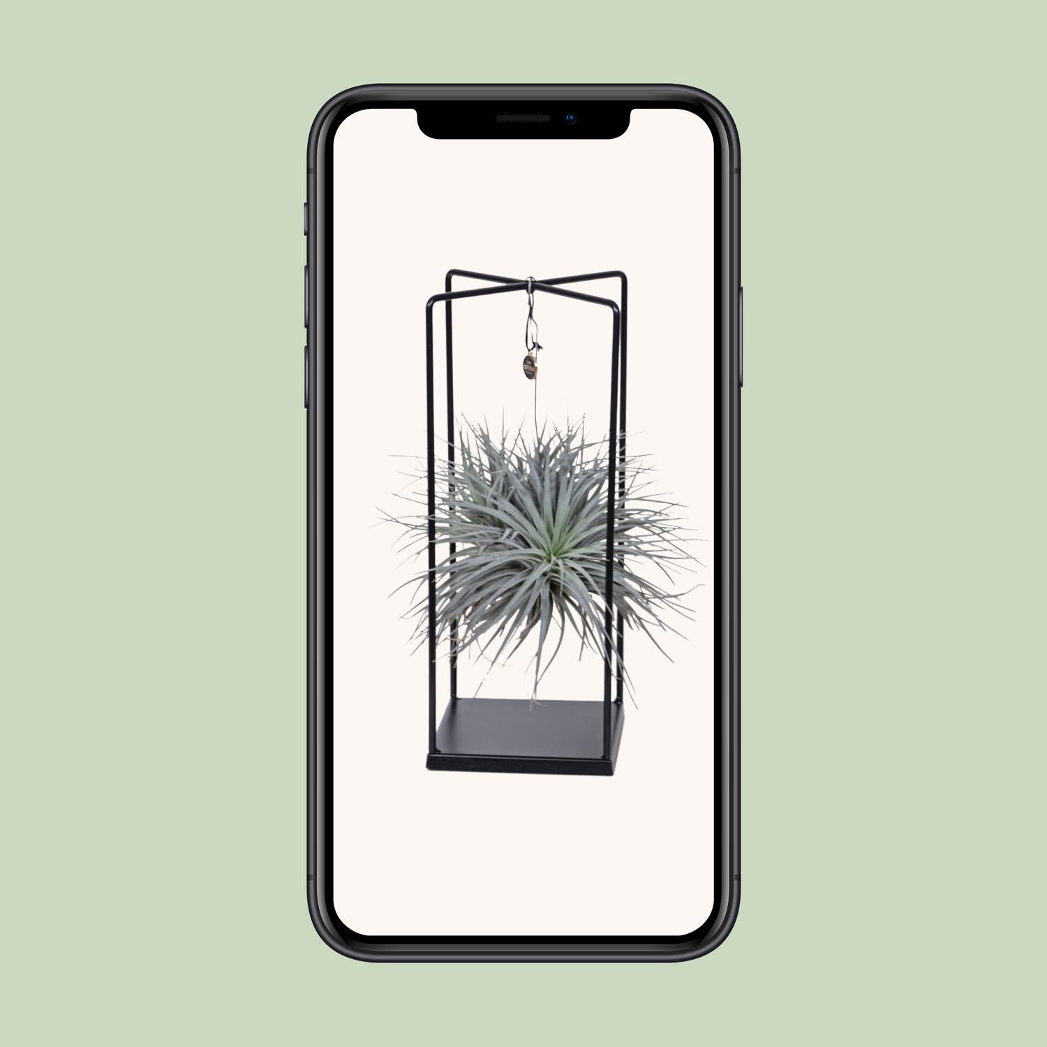 Tillandsia Mix Ø20cm – Luftpflanze 1 Stück | Pflanzfix24.de - Pflanzfix24.de
