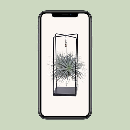 Tillandsia Mix Ø20cm – Luftpflanze 1 Stück | Pflanzfix24.de - Pflanzfix24.de