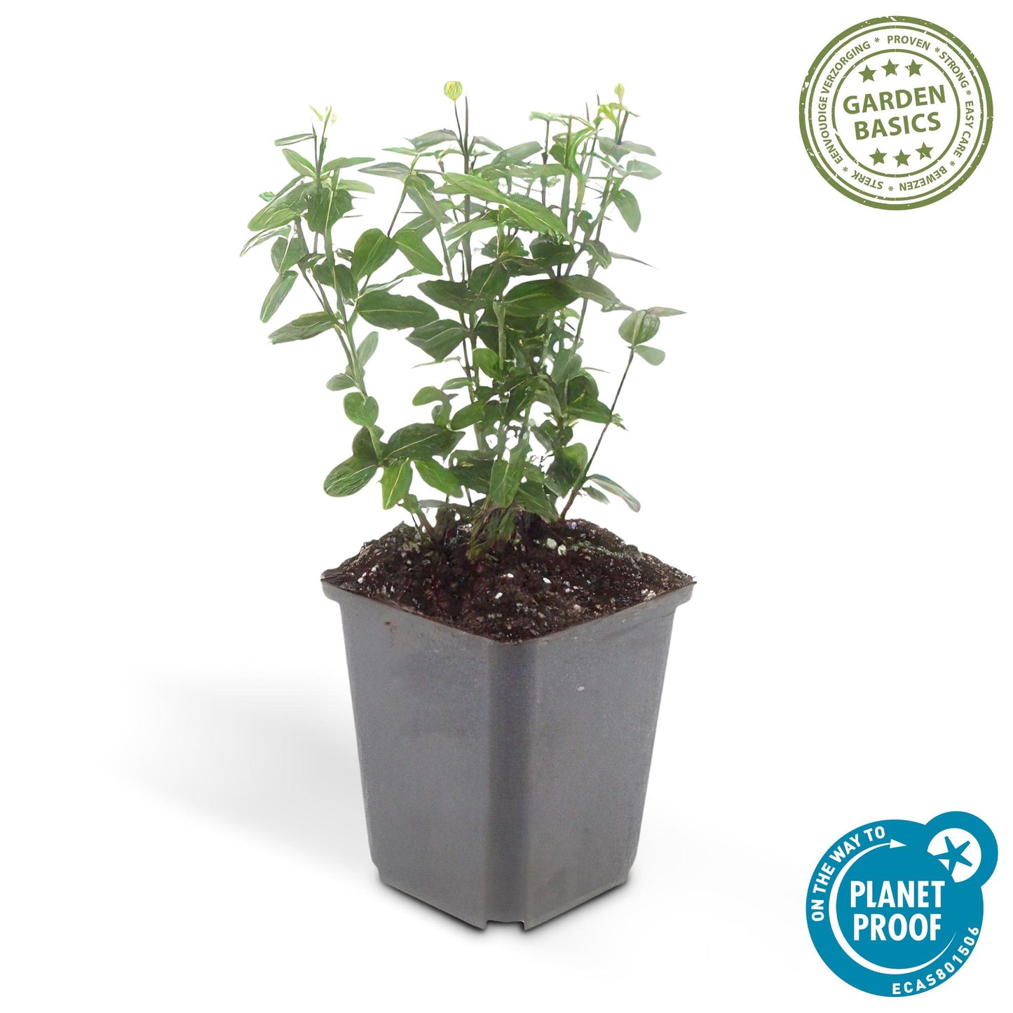 24x Euonymus fortunei radicans - Bodendeckerpflanze - 10-25cm - Pflanzfix24