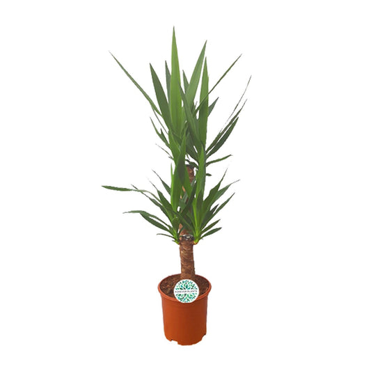 Yucca - Ø21cm - ↕90cm - Pflanzfix24